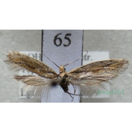 Plutella xylostella (Linnaeus, 1758) Tantniś krzyżowiaczek Czech65
